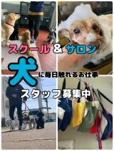 毎日ワンちゃんに触れるお仕事