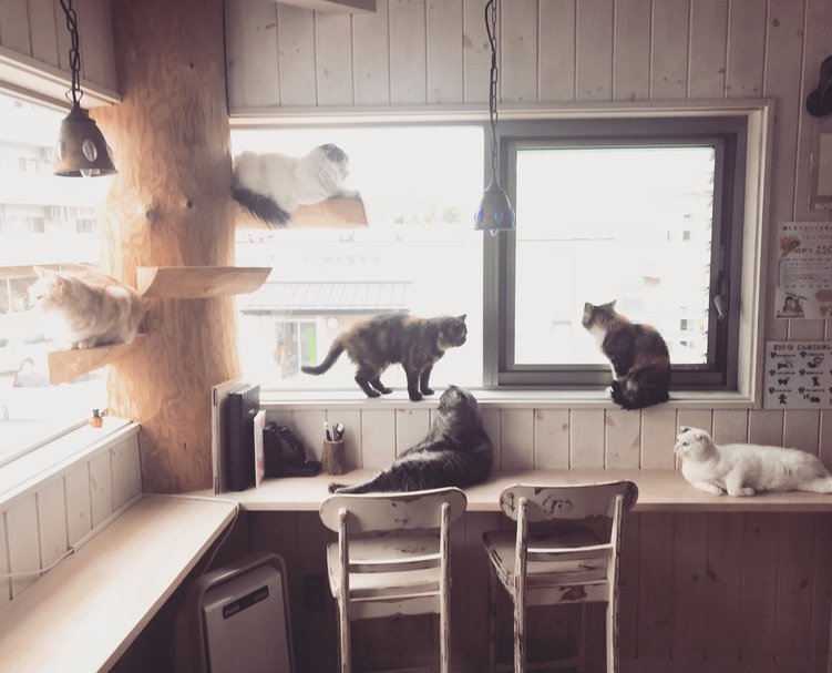 福島市のネコ ドックカフェ 福島市鎌田のカフェ トリコ 猫cafe 猫と木 ぼく
