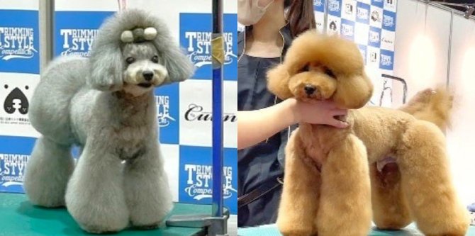 トリマー募集！★カットが好き・上手くなりたい方大歓迎！★