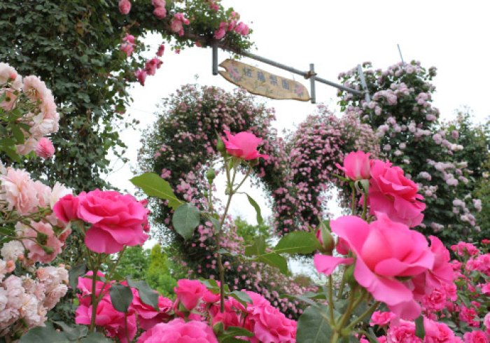 福島市の自然 佐藤梨園のローズガーデン Rose Garden Of The Sato Pear Orchard 福島市 バラ園