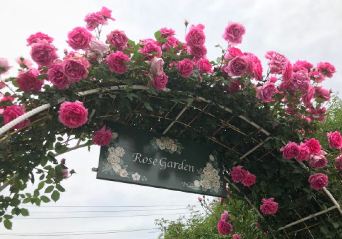 福島市の自然 佐藤梨園のローズガーデン Rose Garden Of The Sato Pear Orchard 福島市 バラ園