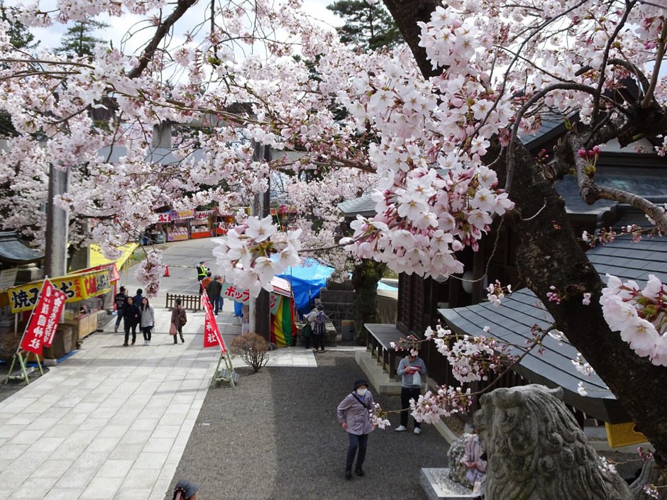信夫山公園桜まつり イベント掲示板 福島県北最大級ポータル ぐるっと福島