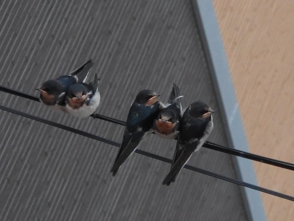 ふたつぼし メイカースペース福島 | 福島市・DIY・3Dプリンター・デジタル加工機・シェア工房