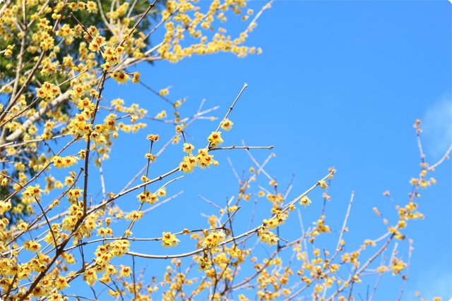 花見山公園|福島市・花見・観光・名所・桜・開花