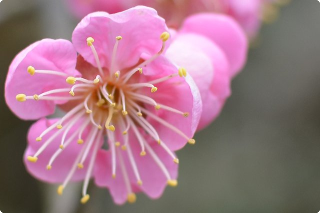 花見山公園|福島市・花見・観光・名所・桜・開花