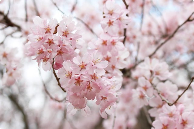 花見山公園|福島市・花見・観光・名所・桜・開花