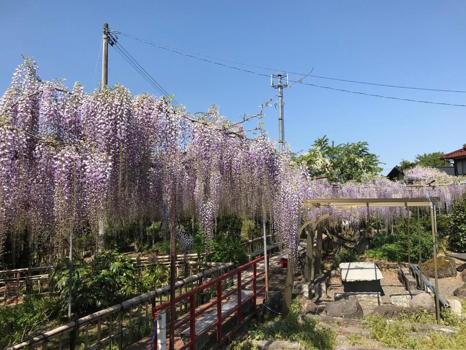 上野寺の藤棚 | 福島市・上野寺・祭田・ふじ・藤棚