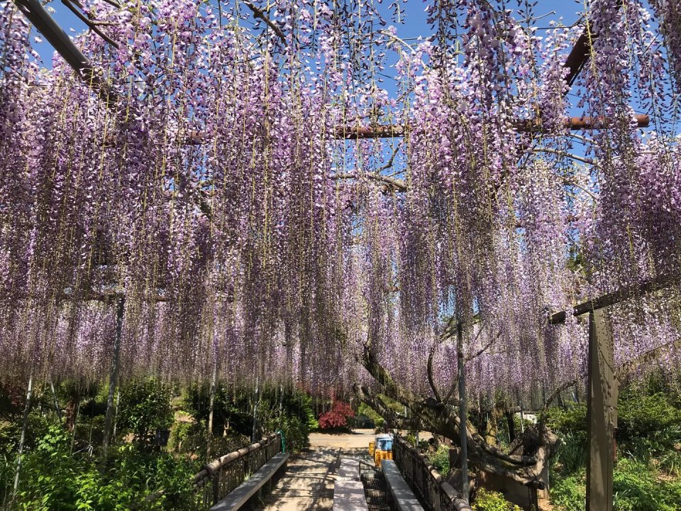上野寺の藤棚 | 福島市・上野寺・祭田・ふじ・藤棚