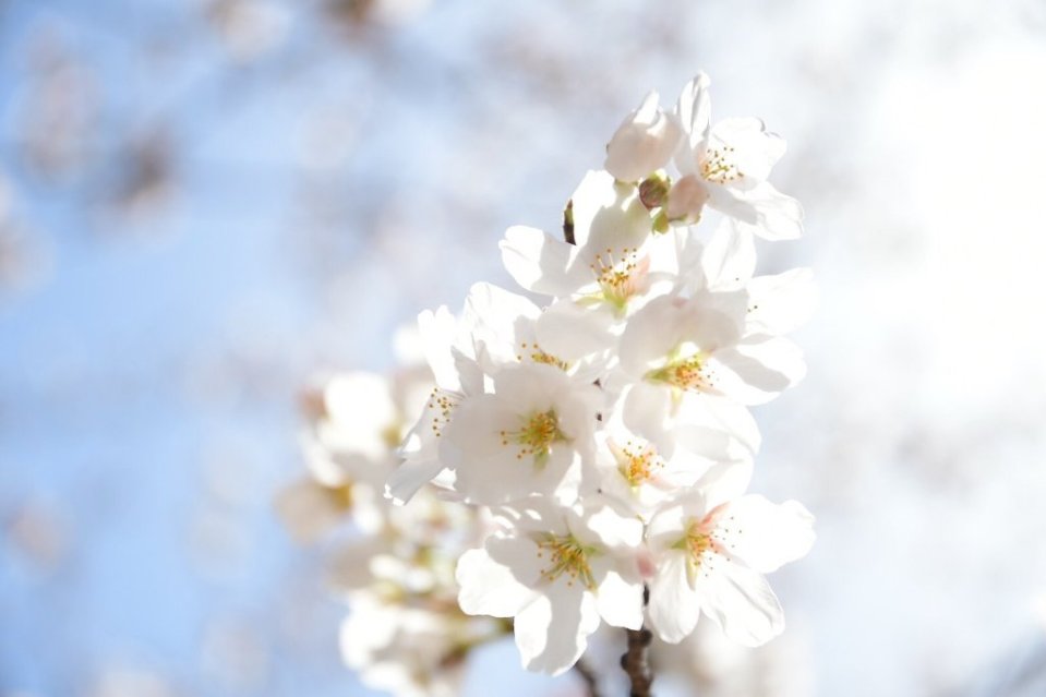 http://www.gurutto-fukushima.com/db_img/cl_img/1073/news/images/app_WtlCw2_202103291628.jpg