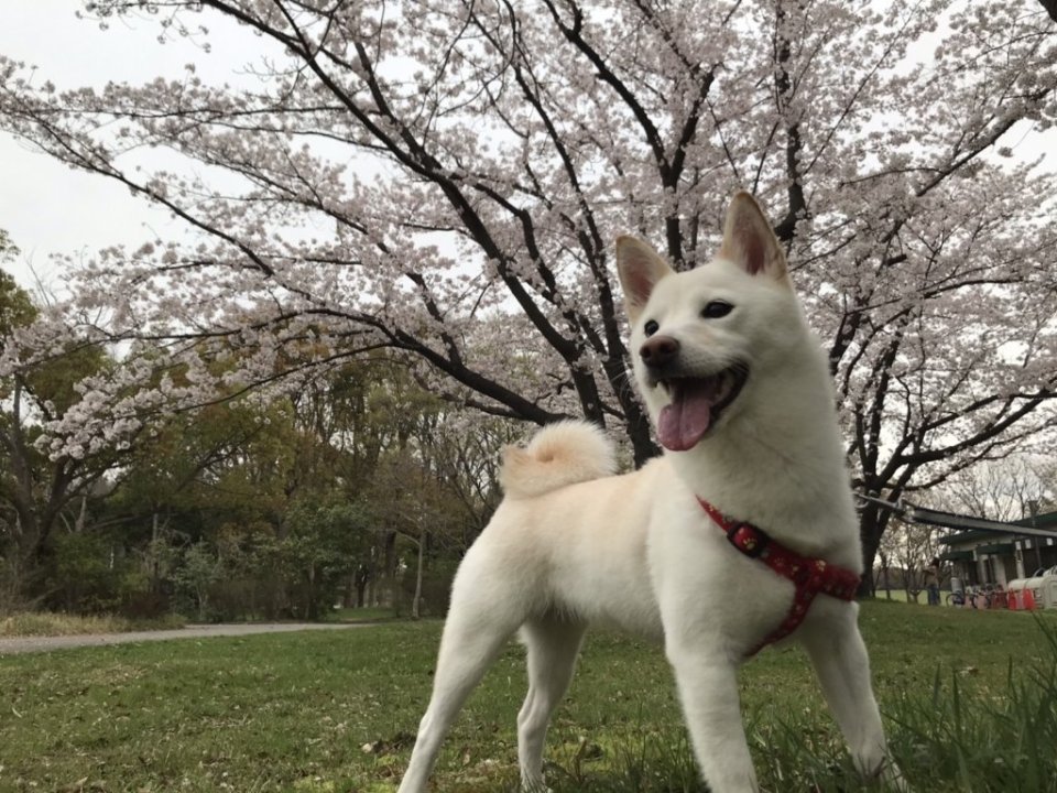 http://www.gurutto-fukushima.com/db_img/cl_img/1384/news/images/app_ohx01z_202104010911.jpg