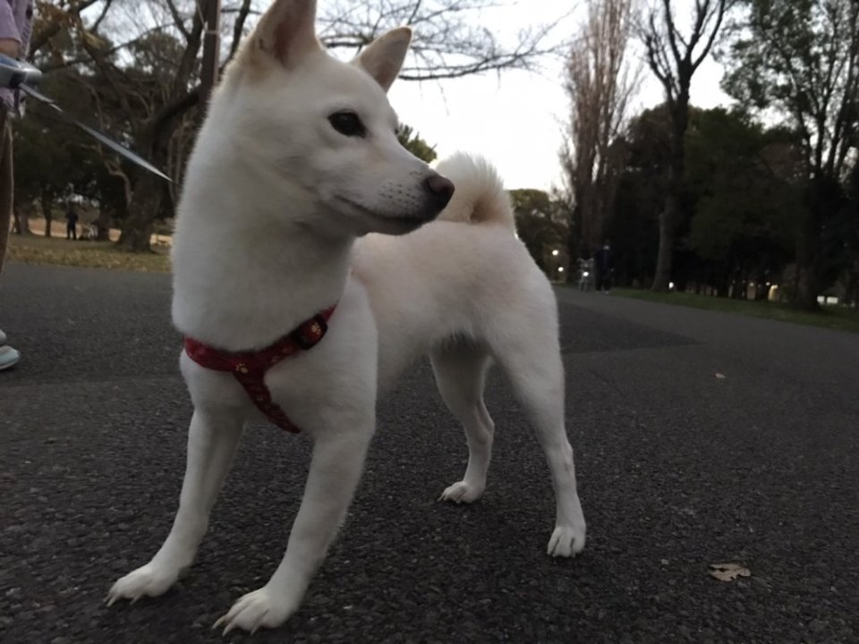 http://www.gurutto-fukushima.com/db_img/cl_img/1384/news/images/app_v7sfC7_202103251010.jpg