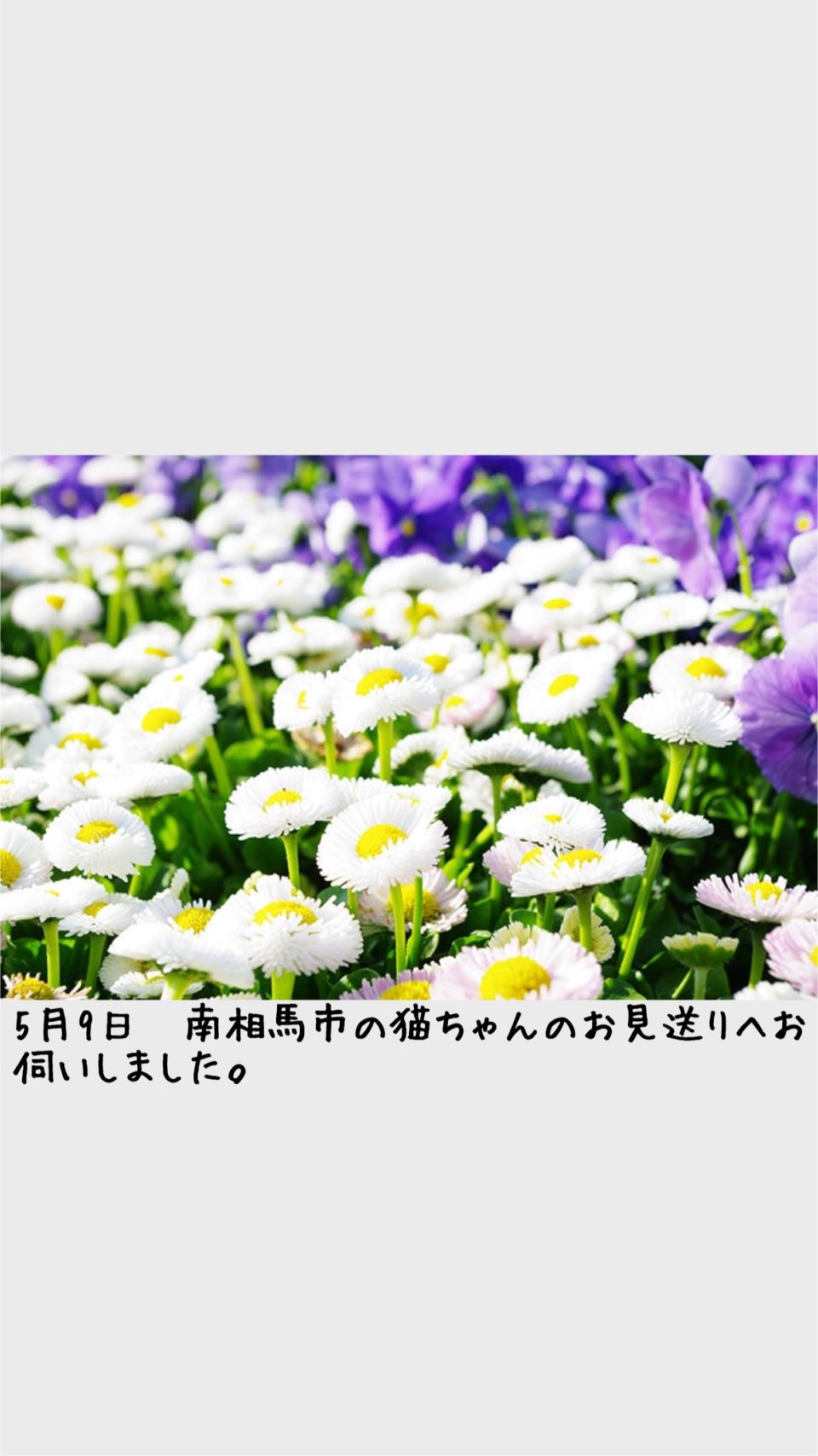 ペット訪問火葬 一縁(いちえん) | 福島市・葬儀・出張・供養