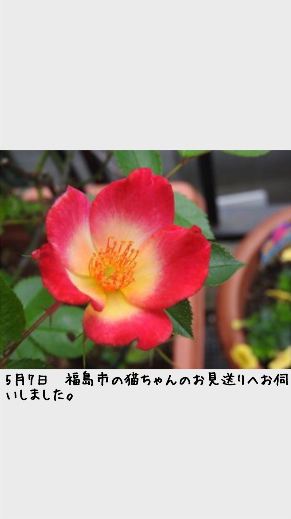 ペット訪問火葬 一縁(いちえん) | 福島市・葬儀・出張・供養