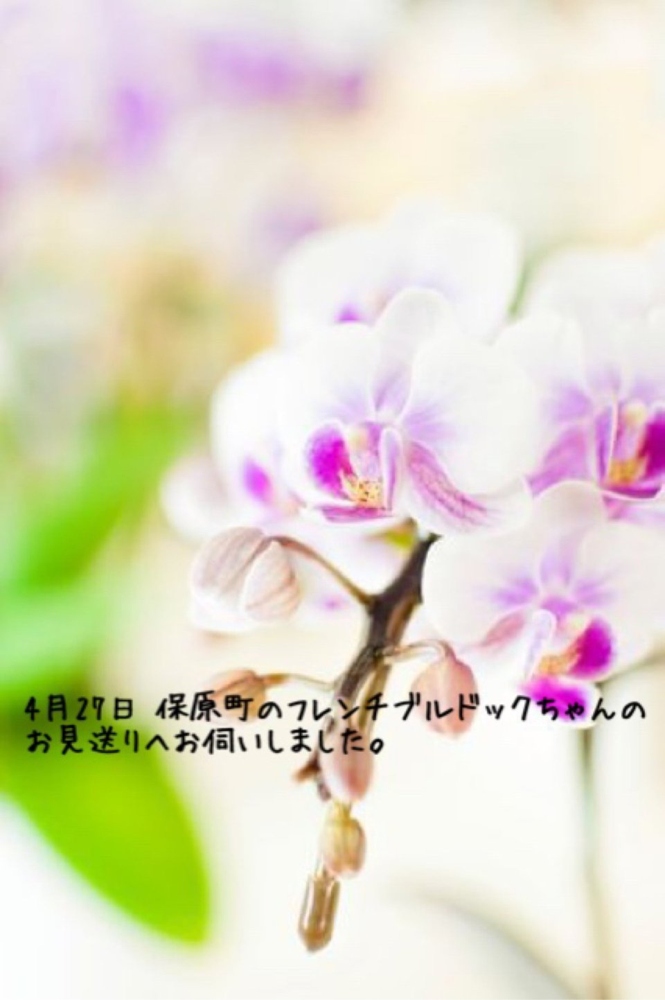 ペット訪問火葬 一縁(いちえん) | 福島市・葬儀・出張・供養