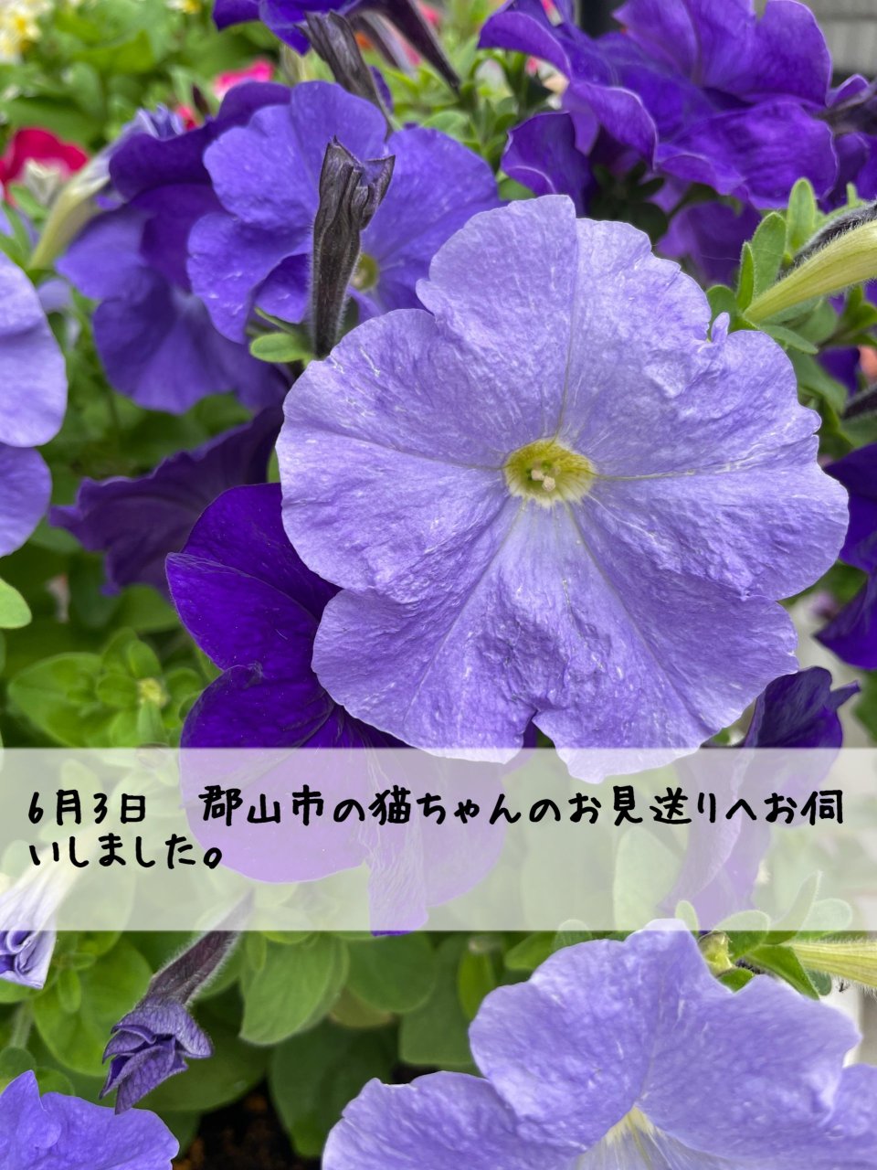 ペット訪問火葬 一縁(いちえん) | 福島市・葬儀・出張・供養