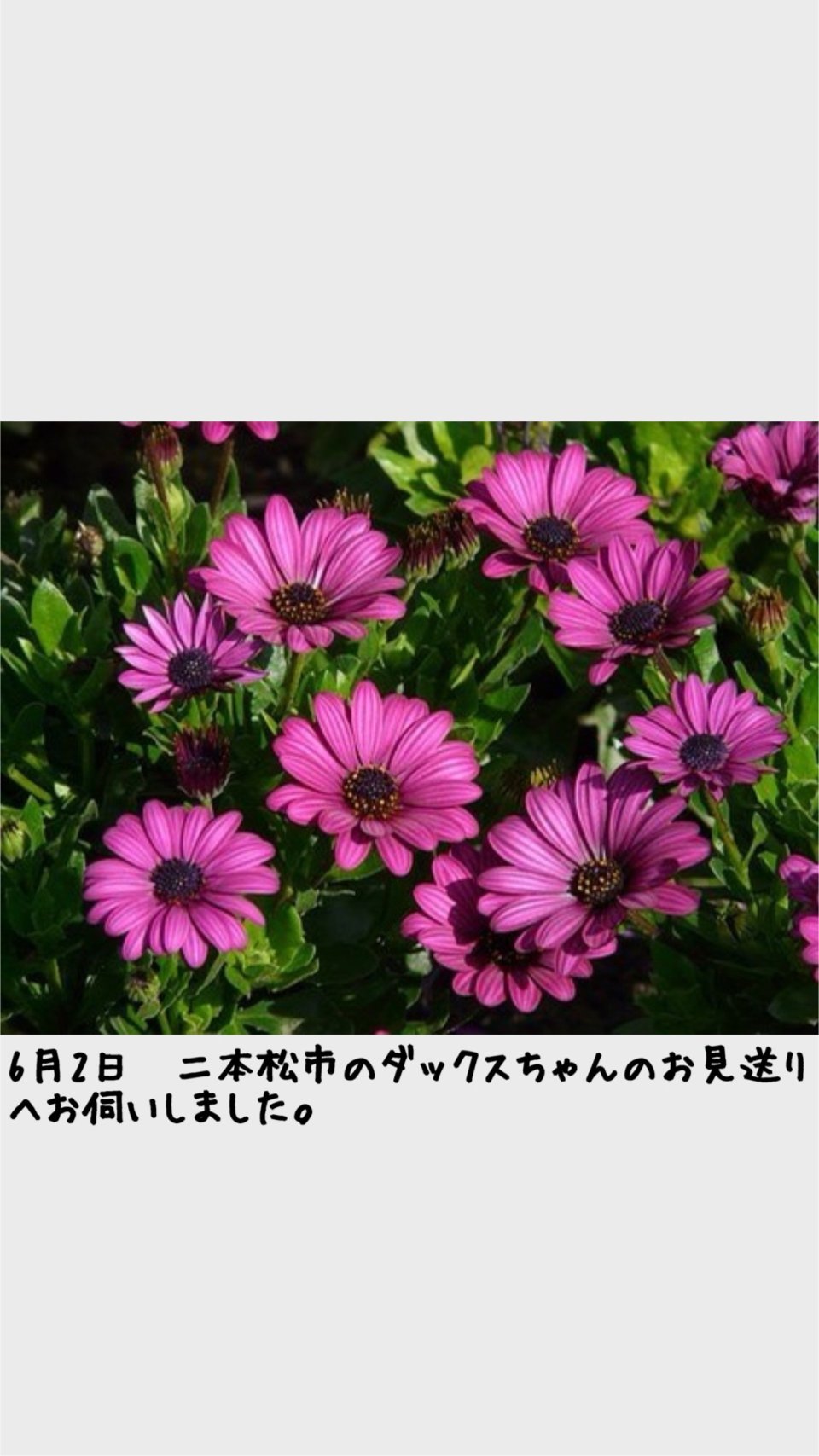 ペット訪問火葬 一縁(いちえん) | 福島市・葬儀・出張・供養