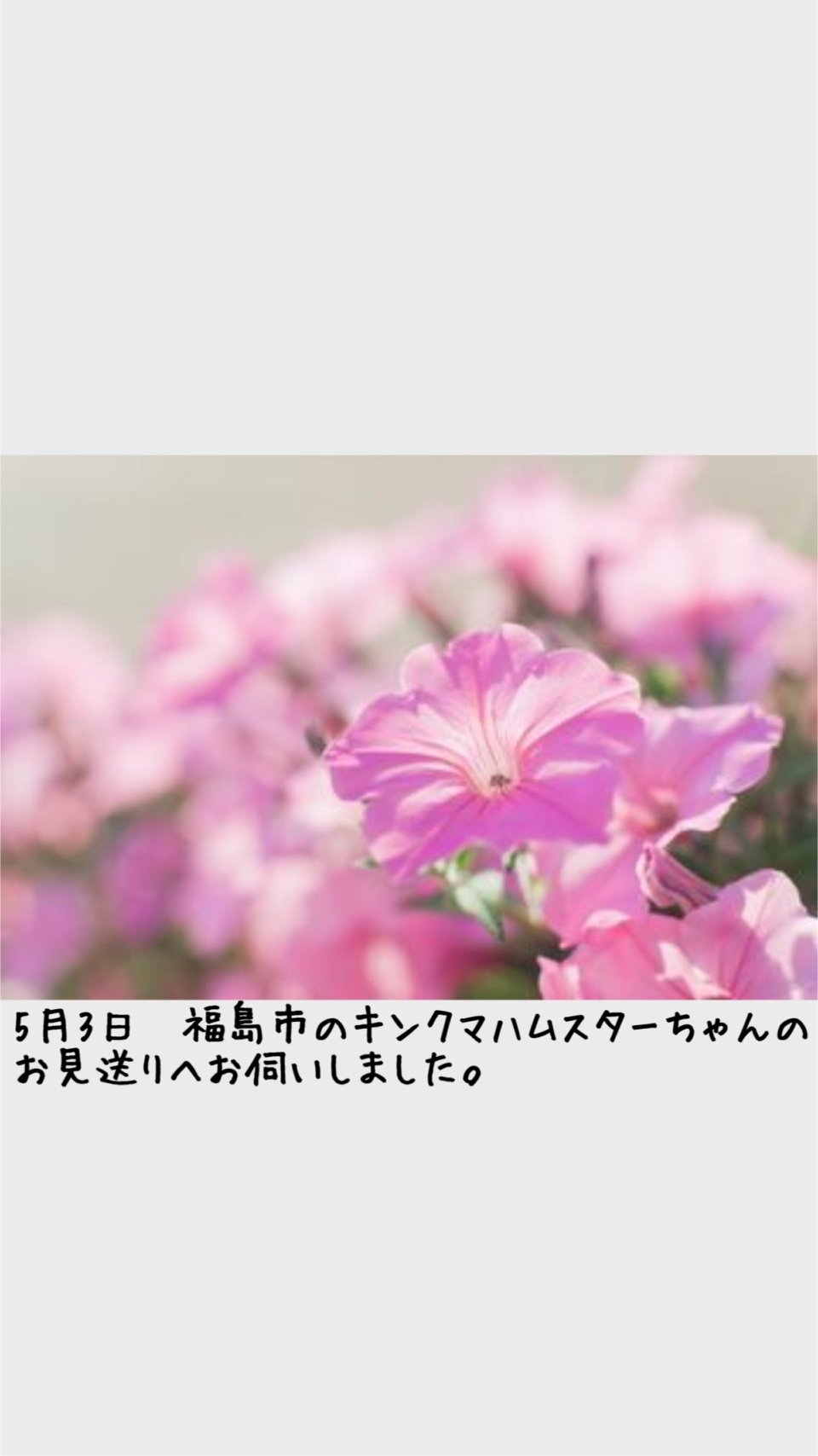 ペット訪問火葬 一縁(いちえん) | 福島市・葬儀・出張・供養