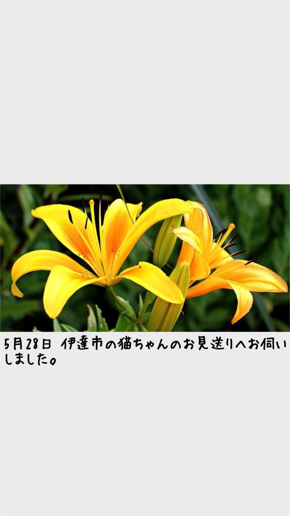 ペット訪問火葬 一縁(いちえん) | 福島市・葬儀・出張・供養