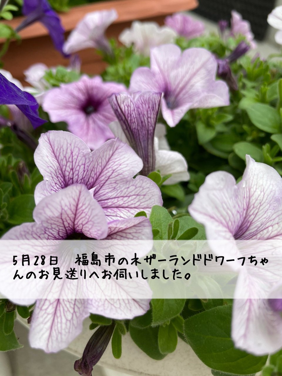 ペット訪問火葬 一縁(いちえん) | 福島市・葬儀・出張・供養