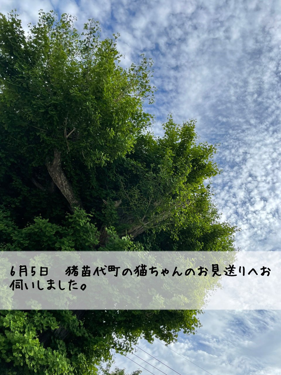 ペット訪問火葬 一縁(いちえん) | 福島市・葬儀・出張・供養