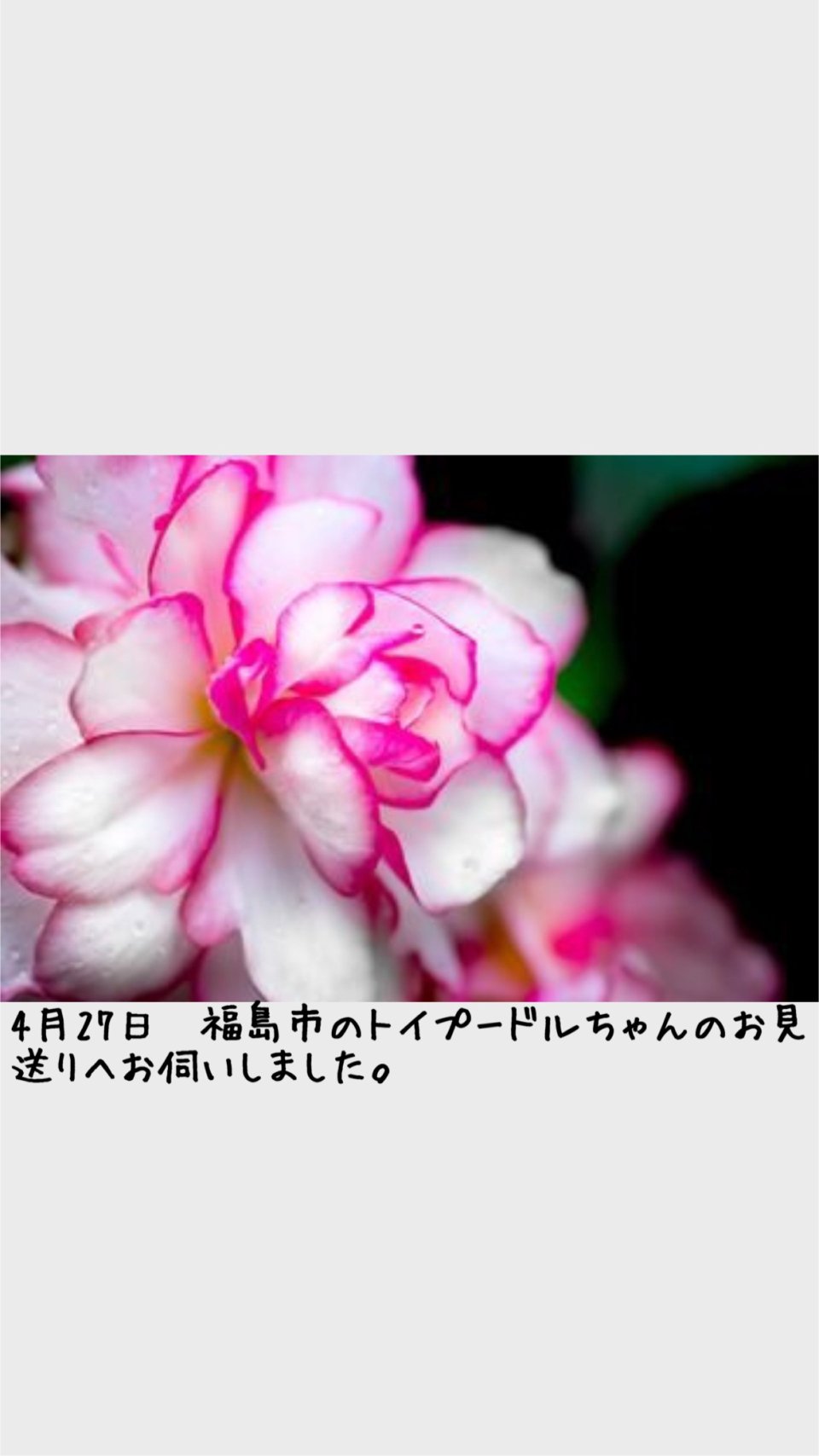 ペット訪問火葬 一縁(いちえん) | 福島市・葬儀・出張・供養