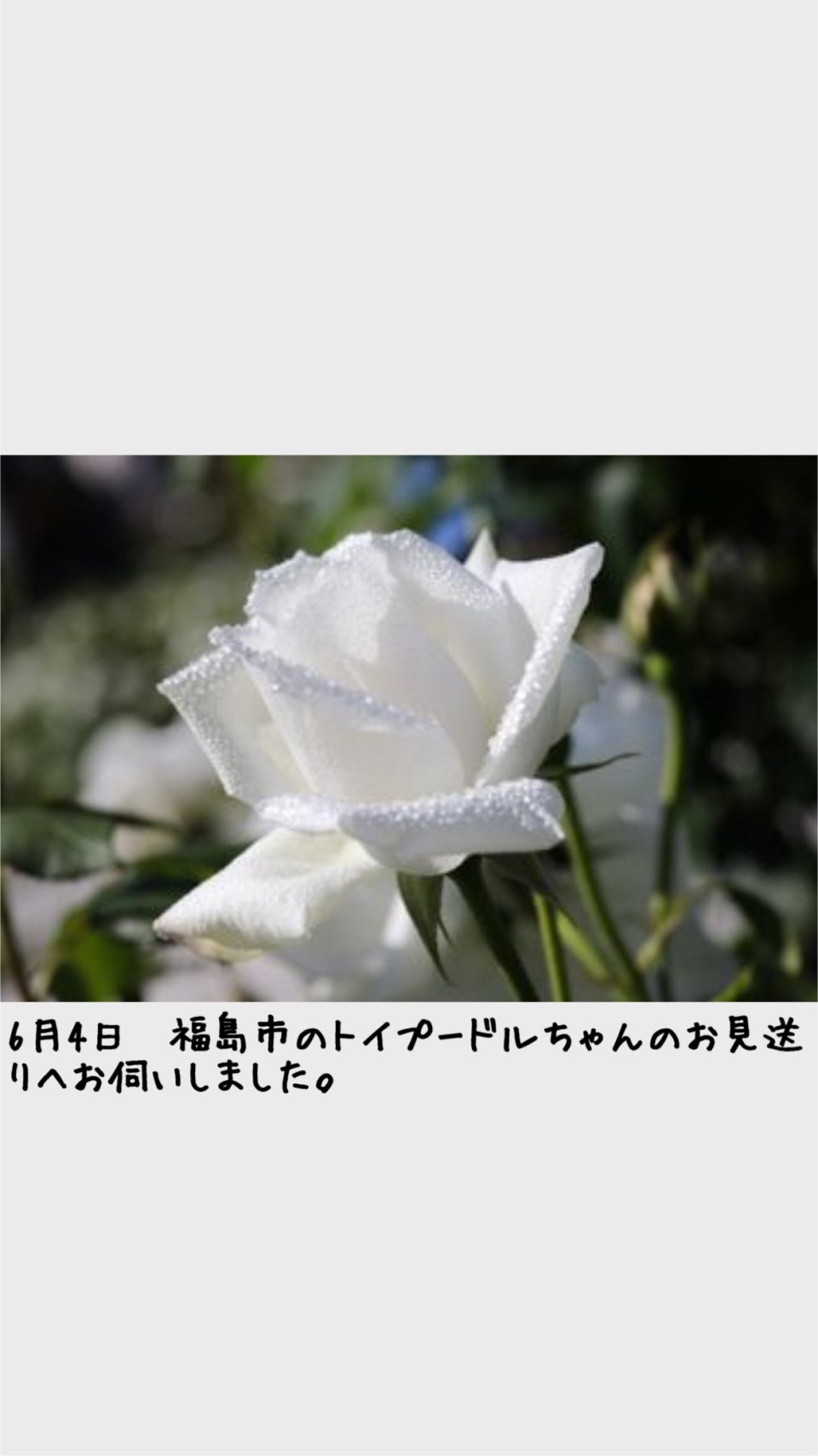 ペット訪問火葬 一縁(いちえん) | 福島市・葬儀・出張・供養