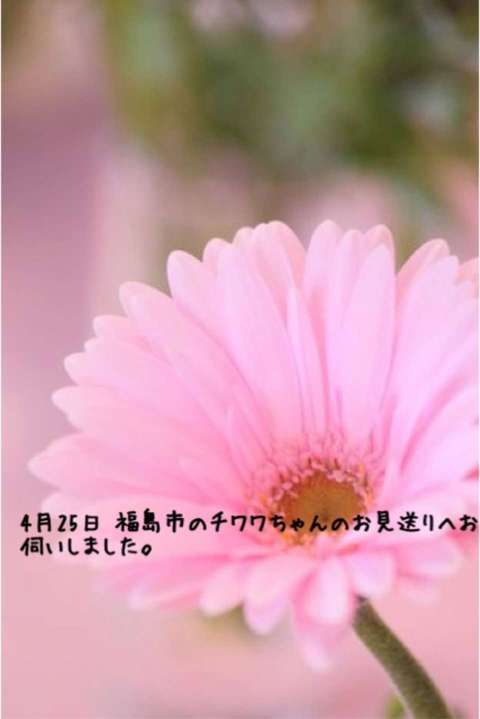 ペット訪問火葬 一縁(いちえん) | 福島市・葬儀・出張・供養