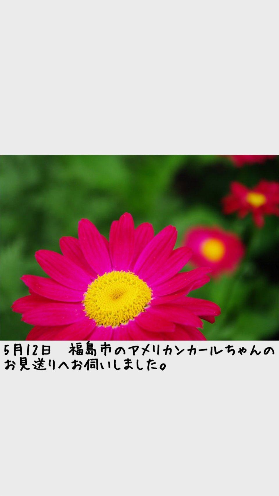 ペット訪問火葬 一縁(いちえん) | 福島市・葬儀・出張・供養