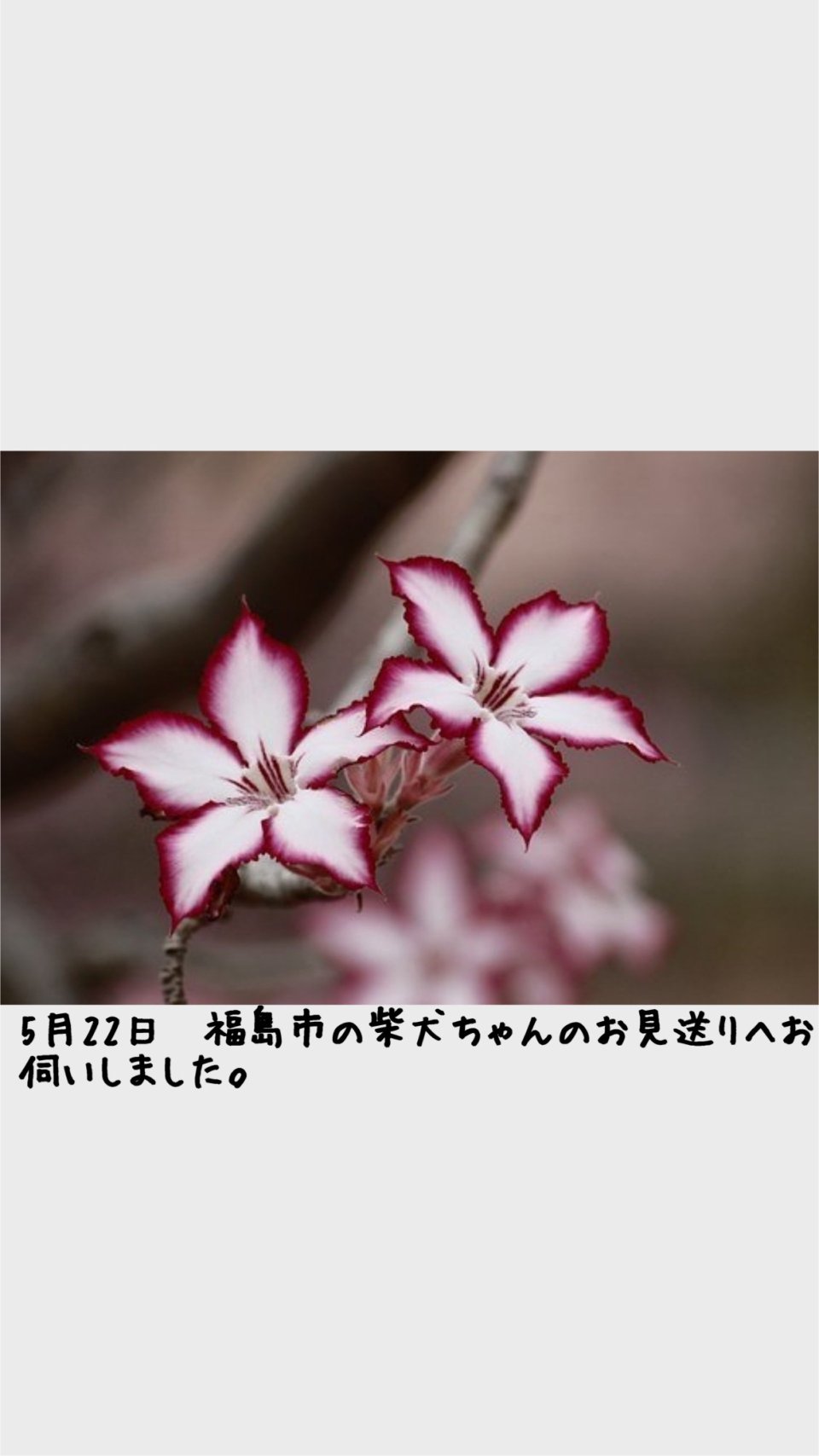 ペット訪問火葬 一縁(いちえん) | 福島市・葬儀・出張・供養