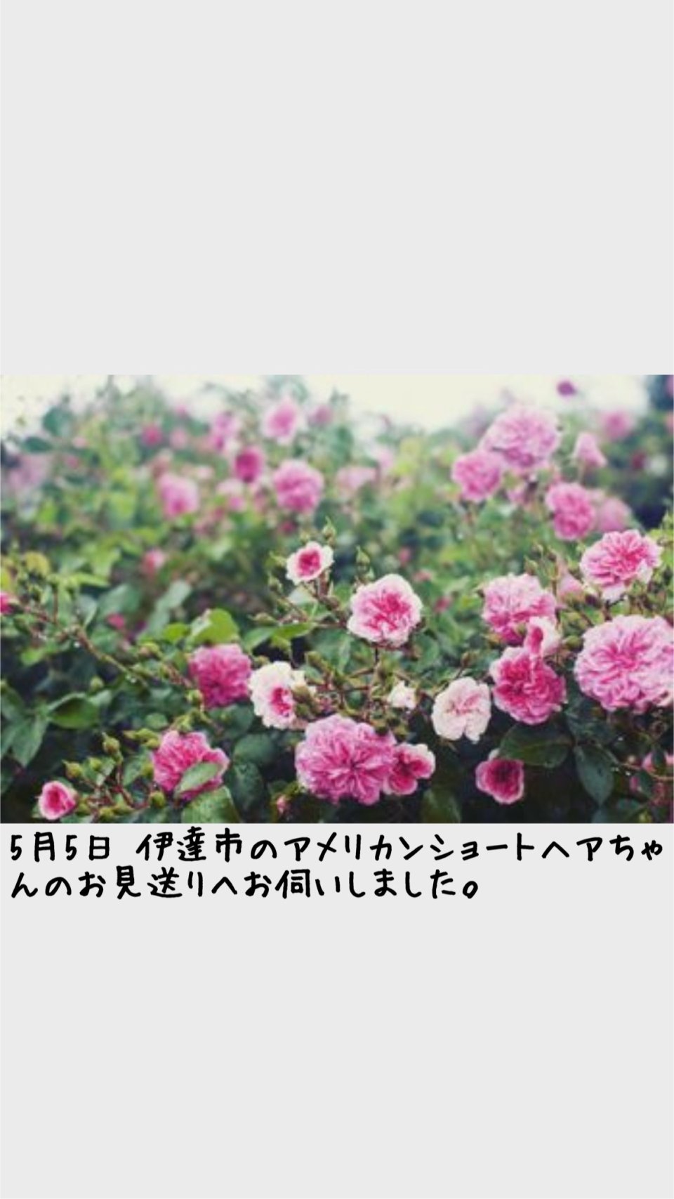 ペット訪問火葬 一縁(いちえん) | 福島市・葬儀・出張・供養