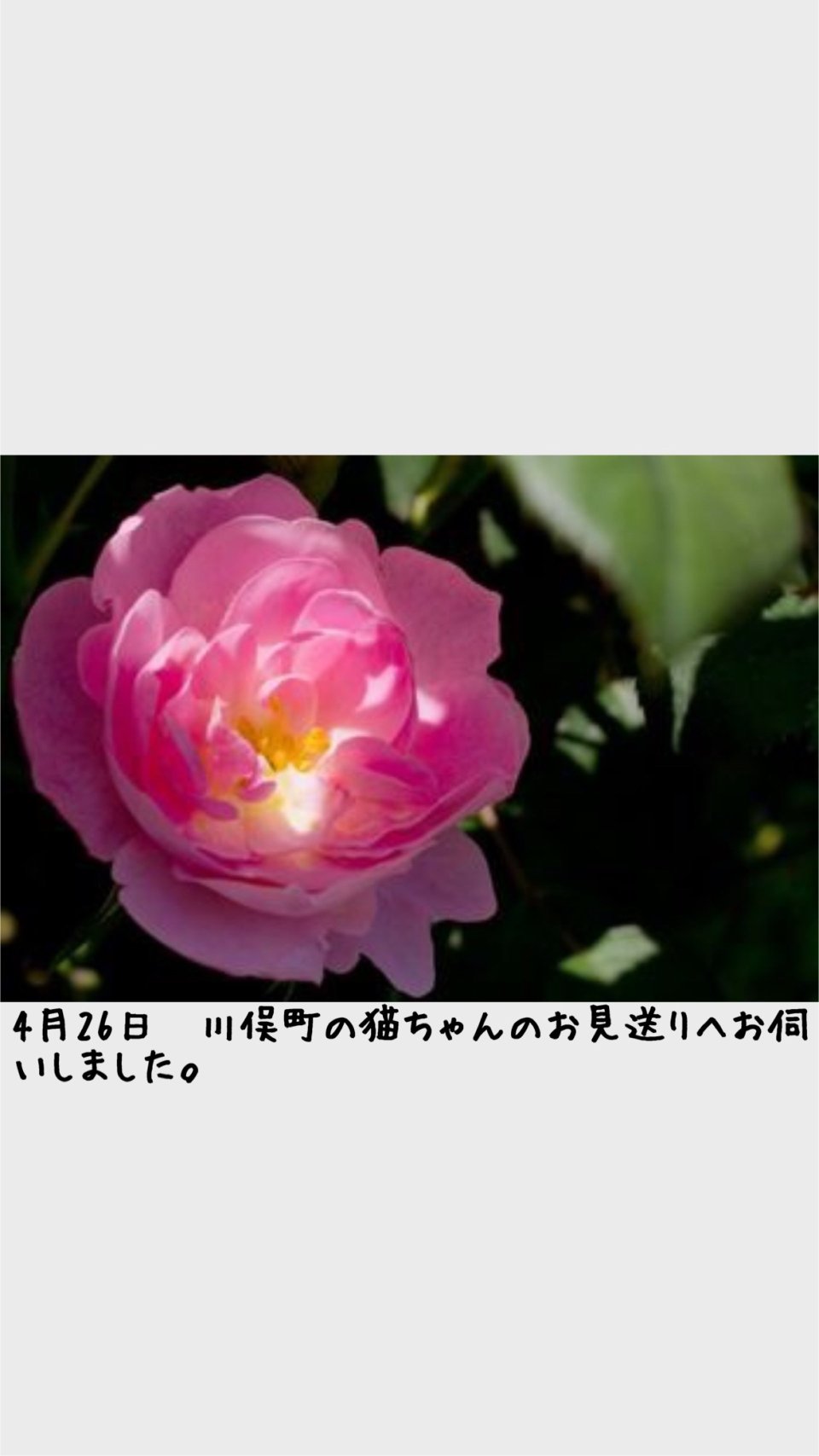 ペット訪問火葬 一縁(いちえん) | 福島市・葬儀・出張・供養