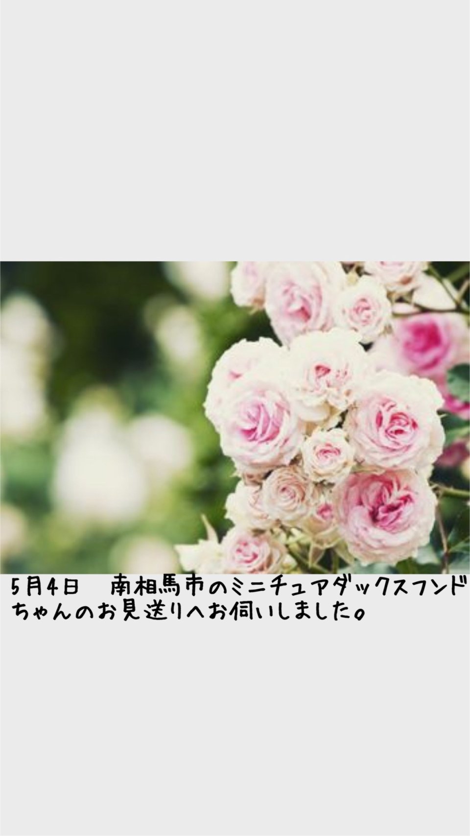 ペット訪問火葬 一縁(いちえん) | 福島市・葬儀・出張・供養