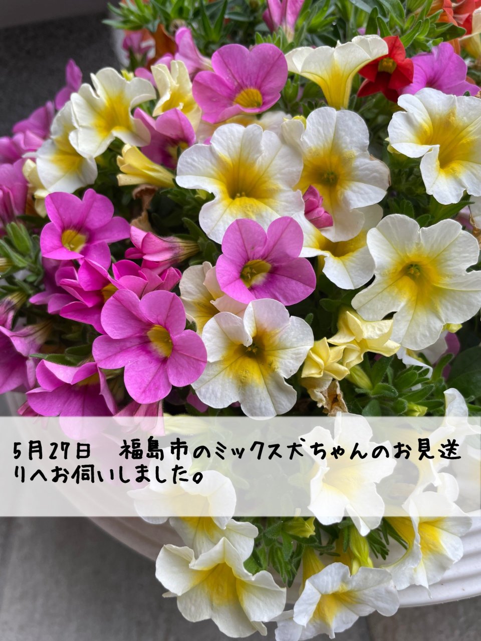 ペット訪問火葬 一縁(いちえん) | 福島市・葬儀・出張・供養