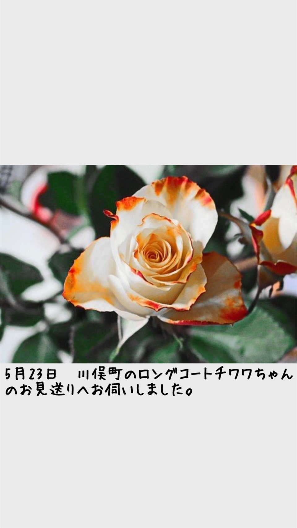 ペット訪問火葬 一縁(いちえん) | 福島市・葬儀・出張・供養