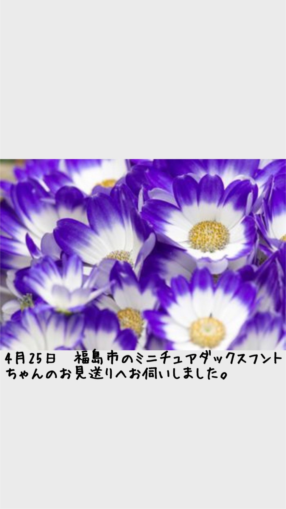 ペット訪問火葬 一縁(いちえん) | 福島市・葬儀・出張・供養