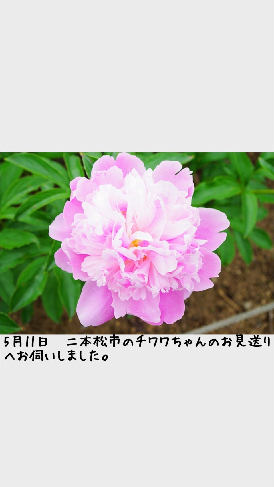 ペット訪問火葬 一縁(いちえん) | 福島市・葬儀・出張・供養