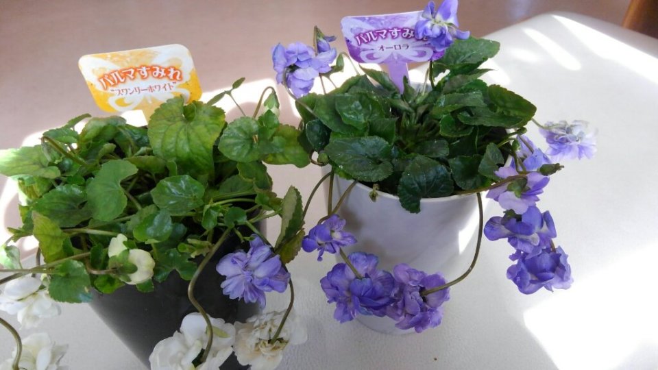 http://www.gurutto-fukushima.com/db_img/cl_img/283/news/images/app_FM3QrH_201902071428.jpg