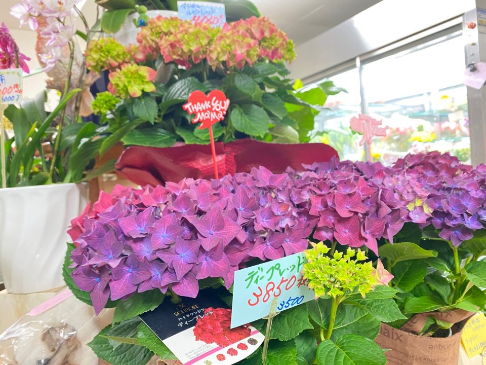 フラワーショップ花物語 │フラワーギフト・花束・お祝い・プレゼント