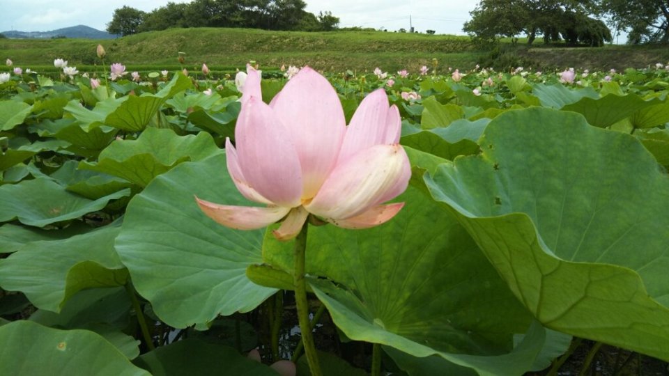 http://www.gurutto-fukushima.com/db_img/cl_img/812/news/images/app_01CIHx_201807130936.jpg