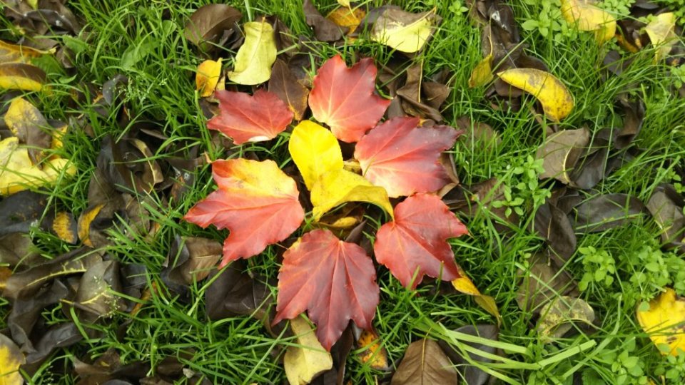 http://www.gurutto-fukushima.com/db_img/cl_img/812/news/images/app_N8bno0_201811171412.jpg