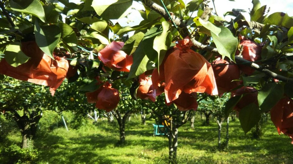 http://www.gurutto-fukushima.com/db_img/cl_img/812/news/images/app_qMywvR_201810081012.jpg