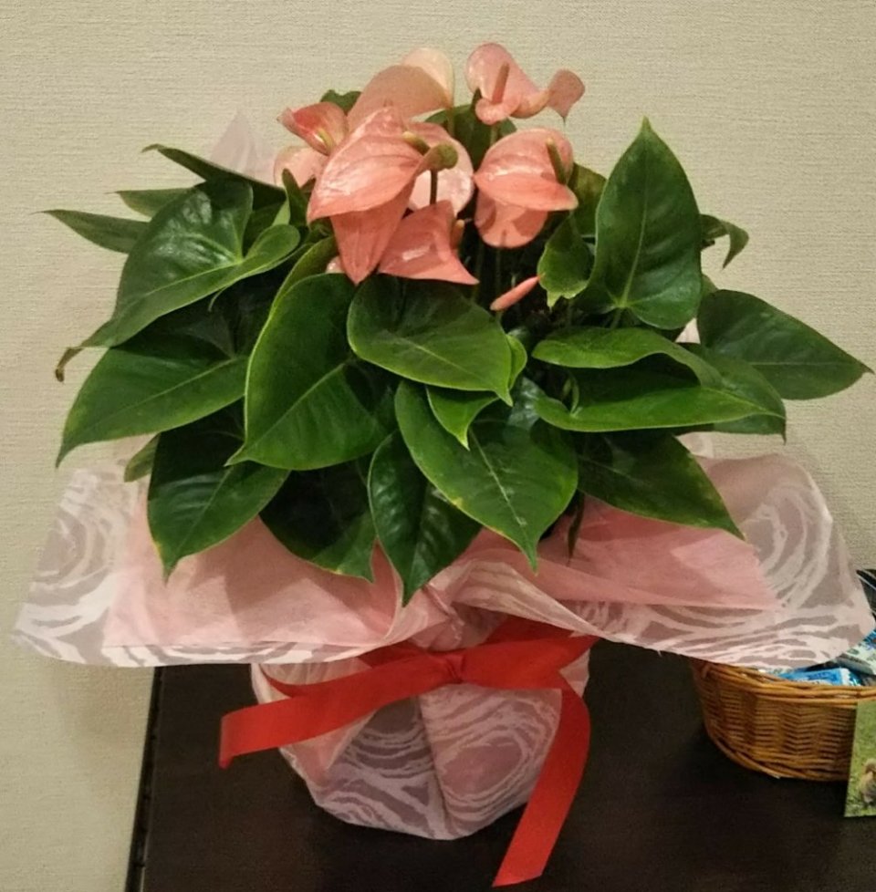 app_Grclh2_201904040018.jpg