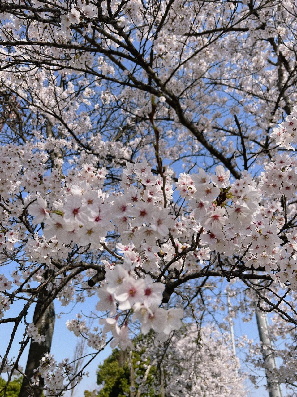 Animal(アニマル)保原店