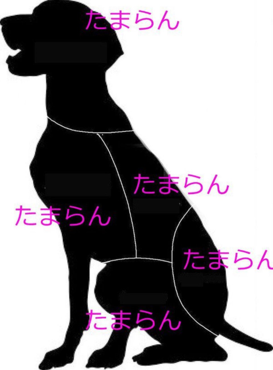 Animal(アニマル)保原店