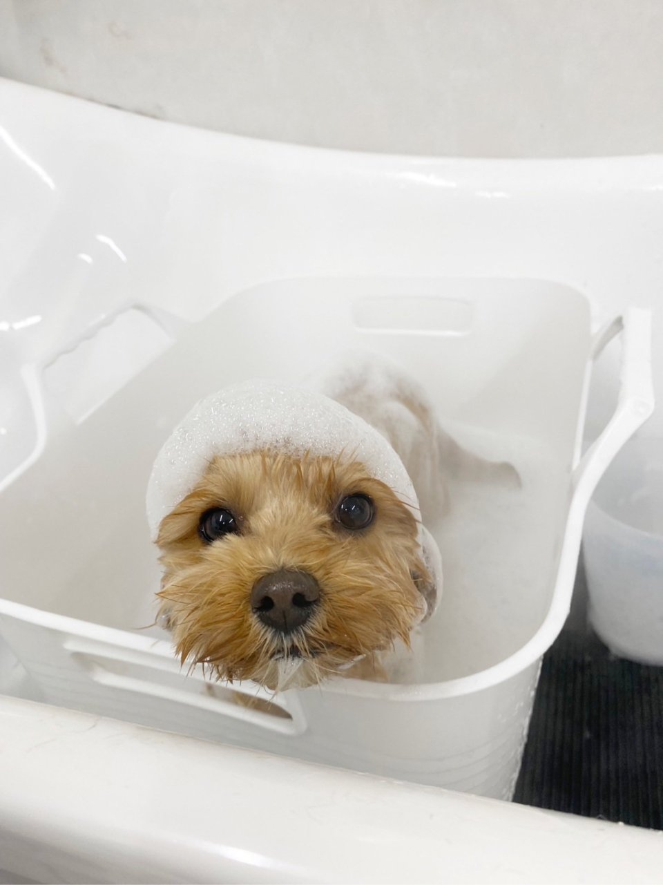 Animal(アニマル)保原店