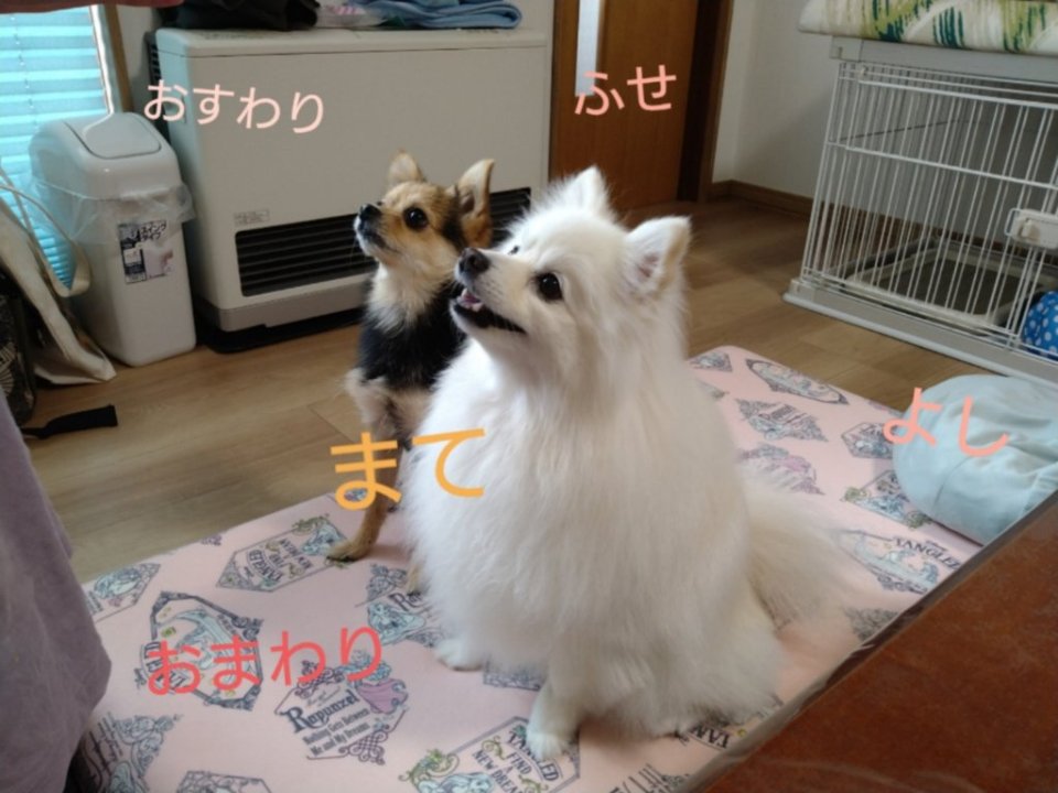 https://www.gurutto-fukushima.com/db_img/cl_img/1073/news/images/app_eRphd6_202205151843.jpg