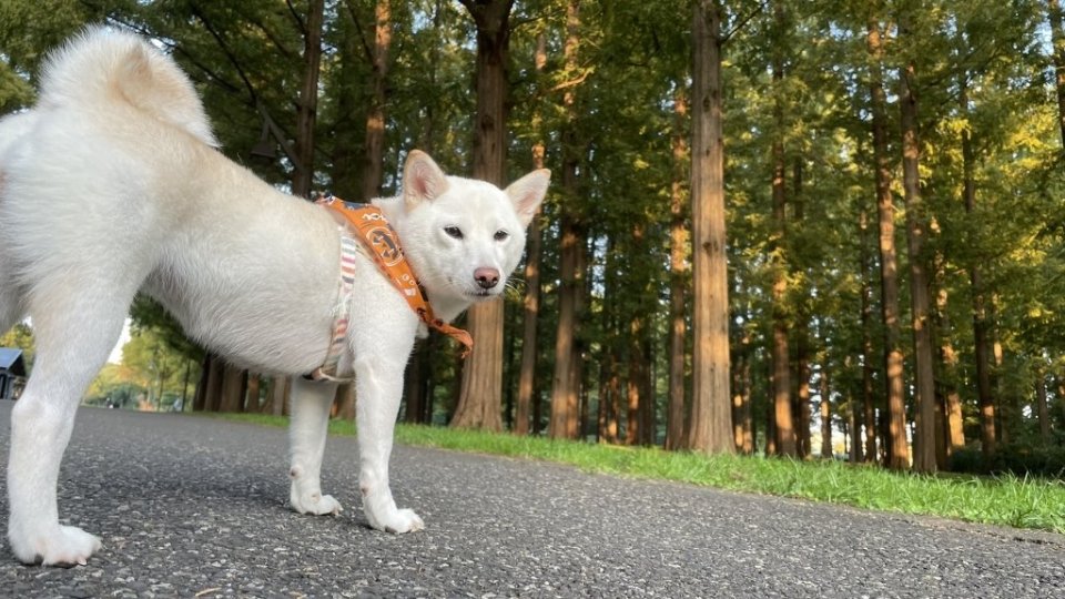 https://www.gurutto-fukushima.com/db_img/cl_img/1384/news/images/app_4reuVd_202110210913.jpg