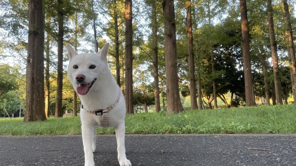 https://www.gurutto-fukushima.com/db_img/cl_img/1384/news/images/app_9IC6ex_202110031204.jpg