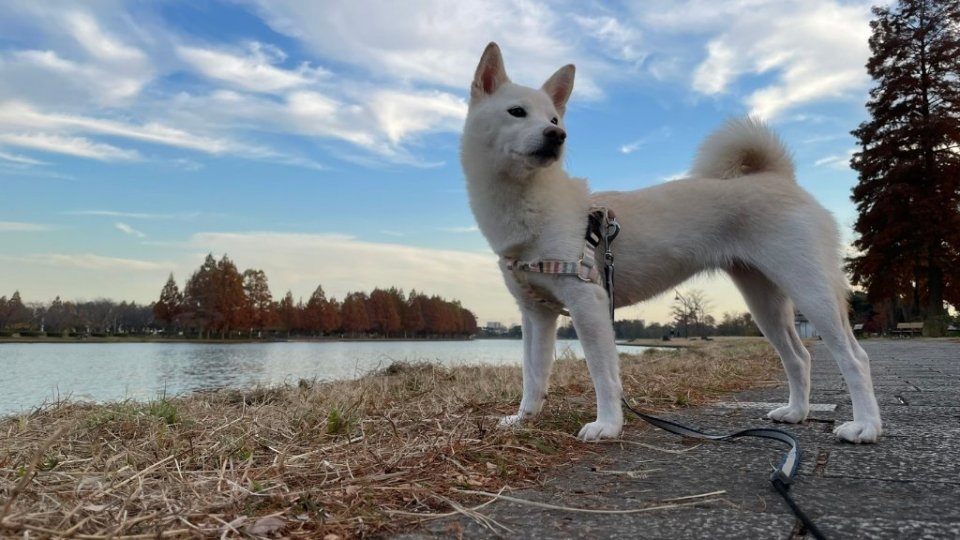 https://www.gurutto-fukushima.com/db_img/cl_img/1384/news/images/app_QMPyUk_202203011010.jpg