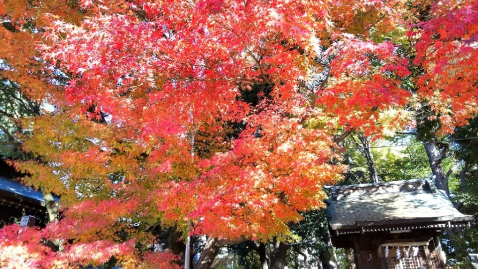 https://www.gurutto-fukushima.com/db_img/cl_img/1384/news/images/app_qlpqzg_202111120905.jpg